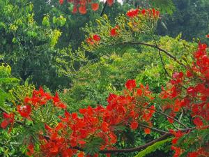 Visal Sak Guesthouse