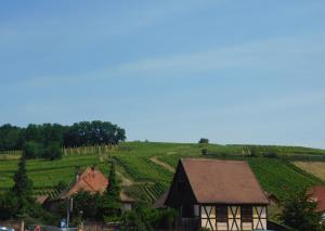 Appartements GEWURZTRAMINER - Joli studio au pied du vignoble : photos des chambres