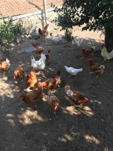 Quinta de Varzielas - Agroturismo