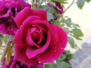 Il Cardoncello img32