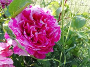 Il Cardoncello img36