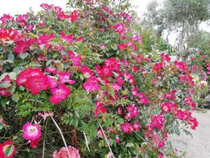 Il Cardoncello img38