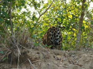 Spot Jaguar Pantanal South Camping Wild Jaguar Tour
