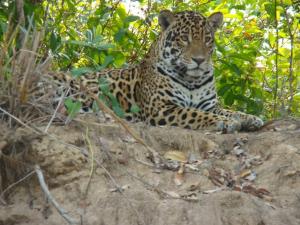 Spot Jaguar Pantanal South Camping Wild Jaguar Tour
