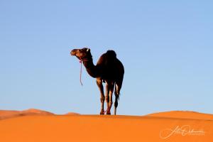 Merzouga Desert camp