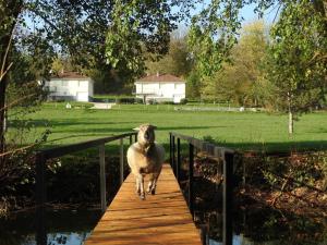 Maisons de vacances La Laiterie : photos des chambres