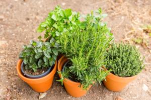 Apartment Lakeside Cerknica