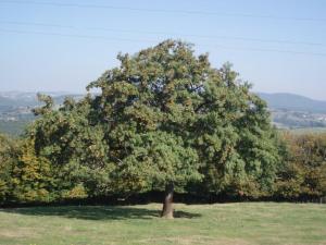 Maisons de vacances Gite Saint-Chamond, 2 pieces, 3 personnes - FR-1-496-41 : photos des chambres