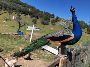 Monte de Stª Margarida II