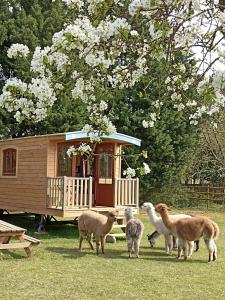 Campings Roulottes Les Alpaguettes : photos des chambres