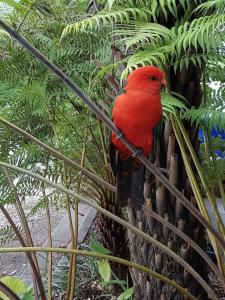 Eildon Parkview Motor Inn Room 6