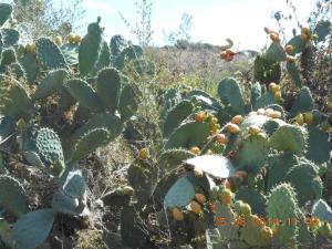 S'Imbragu Farm B&B img95