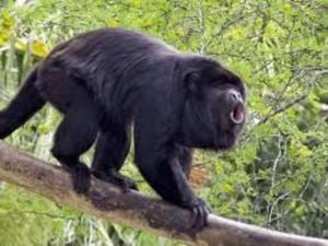 Cozy Sudio#1, 5min Beach & 1 hour Liberia Int ARPTO