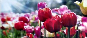 Ferienwohnungen "Marie" mit Terrassen, inclusive Park- und Stellplätze am Haus, Müritz-Strand nur 700m, Altstadt 10min, ruhige Lage,