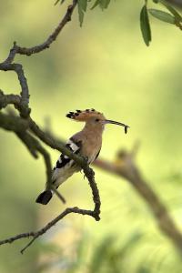 Agroturystyka Carski Trakt