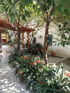 Aegina Town Traditional Lemon House