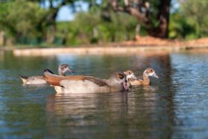 BoraBora Wildlife park and Luxury Tented Safari Camp Diani
