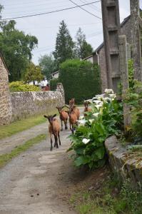 Maisons de vacances Gite de charme - Potager des bords de rance : photos des chambres