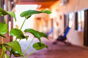 Residencial Los Pinos