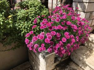 Single Room with Terrace room in Flower House - Lapad