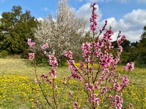 B&B / Chambres d'hotes Mas des Tournevents : photos des chambres