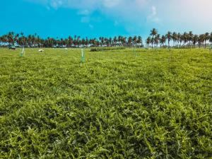 Riyaludhathuru Maldives