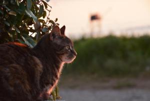 Maisons de vacances FACE MER et PLAGE, entre SAINT MICHEL et SAINT BREVIN : photos des chambres