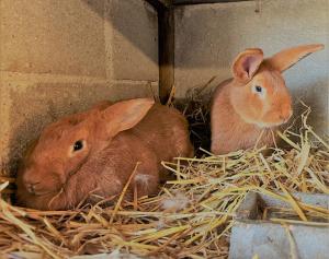 Maisons de vacances Gite du Lapin Bleu : photos des chambres