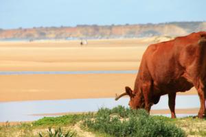 Apartamento Centro Tonelero II