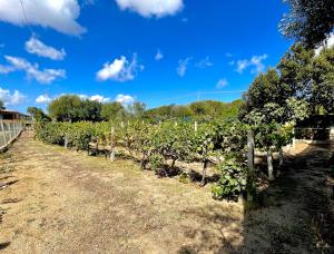 WindFlake Resort img14