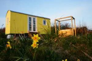 Primrose - Reynalton