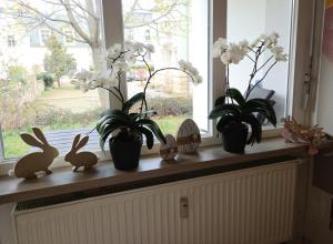 Ferienwohnung Angelo