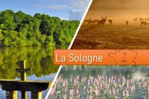 Maisons de vacances Gite en Sologne - La Deniserie - 94m2 avec Garage : photos des chambres