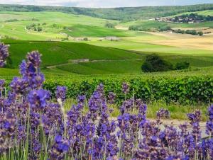 Maisons de vacances FLORESSENS EN CHAMPAGNE Terrasse privative sur le vignoble : photos des chambres