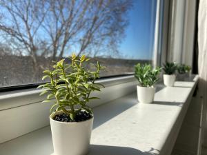 Luminous Apartment in Jurmala