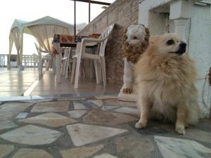 Alkyonis Apartments Kalymnos Greece