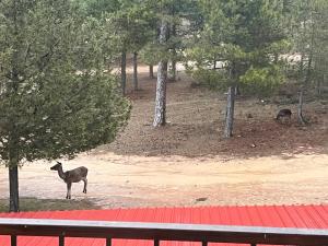 Hostal Ciudad Encantada