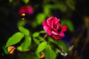 Hostel Gentileza - Guest House