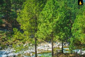 LivingStone Backwater Resort Tirthan Valley