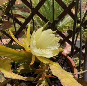 Carrer Dels Horts img16