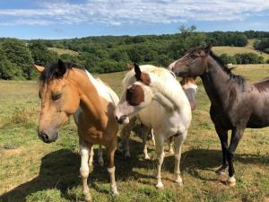 B&B / Chambres d'hotes La Ferme de Sapharey : photos des chambres