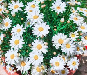 JANAS Country House img15