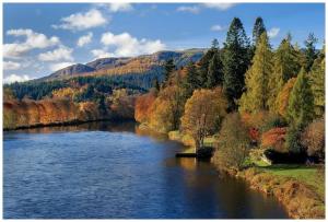 Pinewood Cottage - Quiet and peaceful Blairgowrie