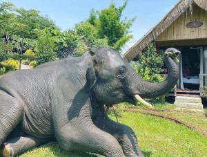 3 Pok Maewang jinxiang Gold elephant park