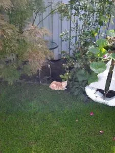 Ferienwohung Galerie - Steinbeck