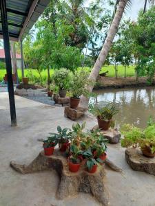Pink Homestay DPerlis