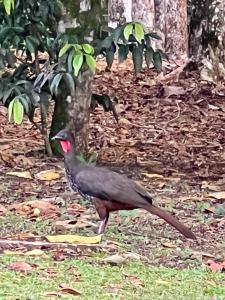 Cabaña rodeada de naturaleza en San Carlos