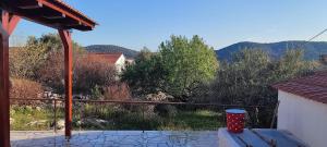 House Olive Tree