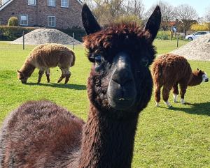 Minicamping Aan de Waterspiegel