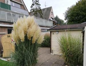 FeWo Dünengras mit Terrasse und Strandkorb